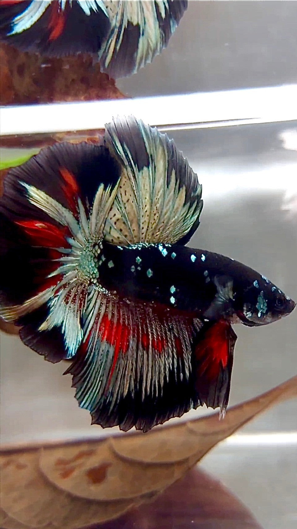 HALFMOON ROSETAIL SCHWARZ GALAXY KUPFER AVATAR BETTA FISCH