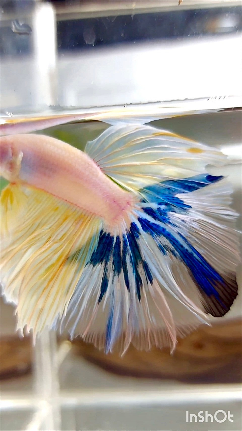 XL HALFMOON ROSETAIL BLAU GELBER RAND EINZIGARTIGER BETTA-FISCH