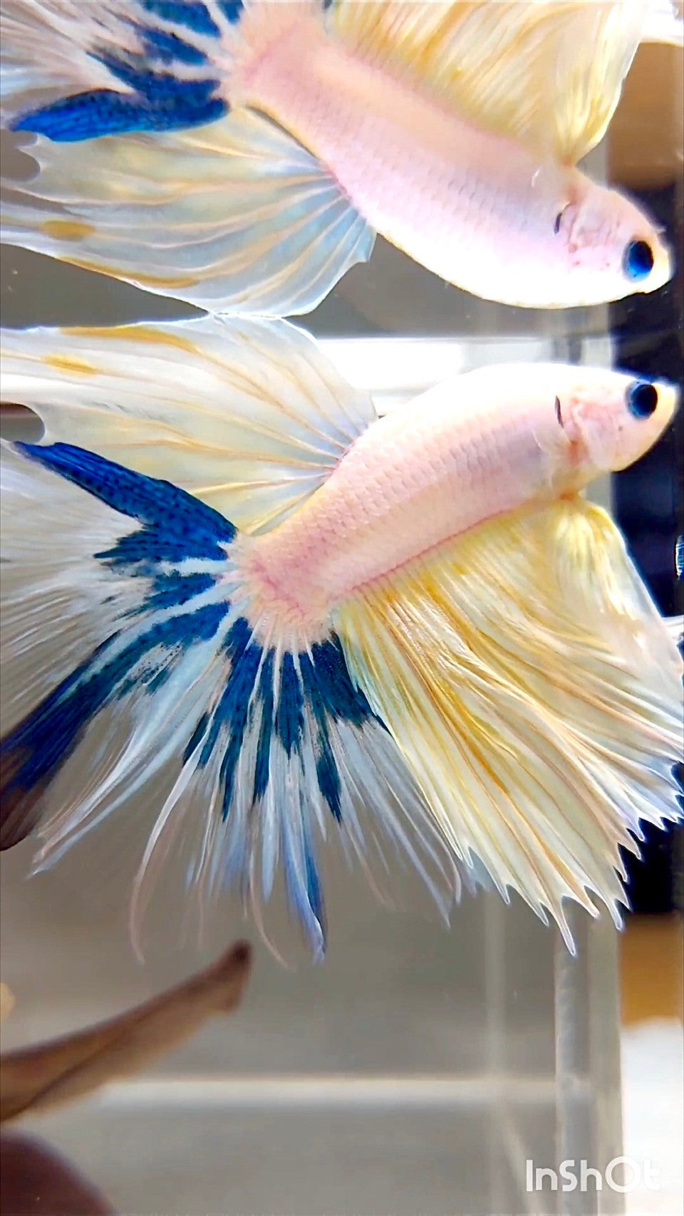 XL HALFMOON ROSETAIL BLUE YELLOW RIM UNIQUE BETTA FISH