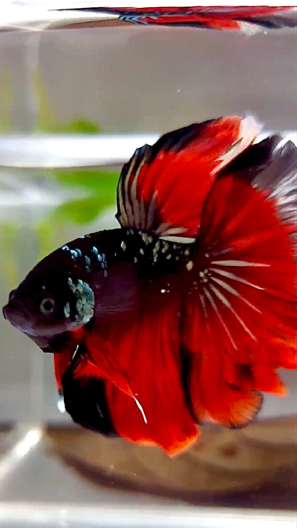 HALFMOON ROSETAIL SCHWARZ GALAXY KUPFER AVATAR VAMPIR BETTA FISCH