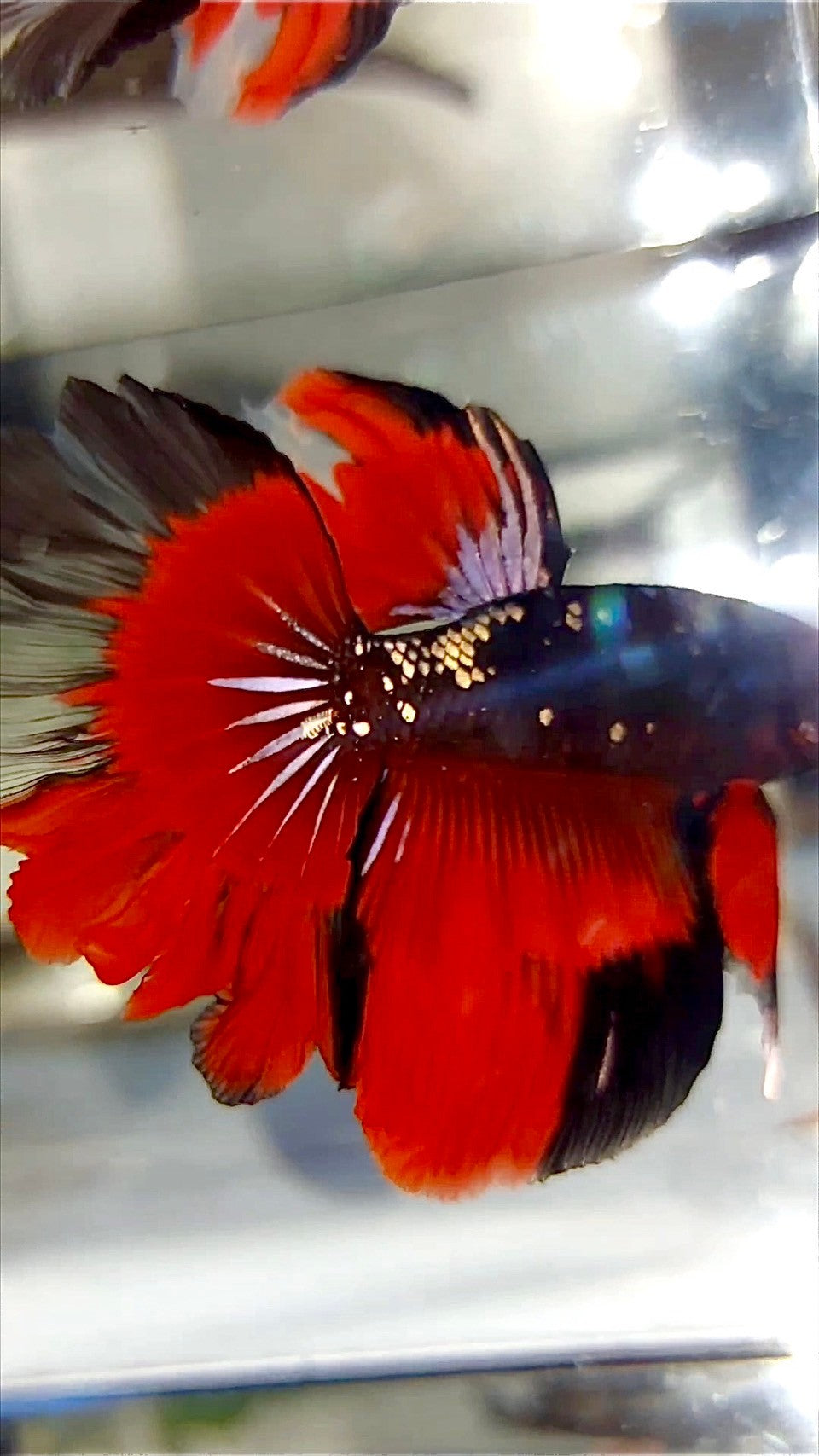 HALFMOON ROSETAIL BLACK GALAXY COPPER AVATAR VAMPIRE BETTA FISH