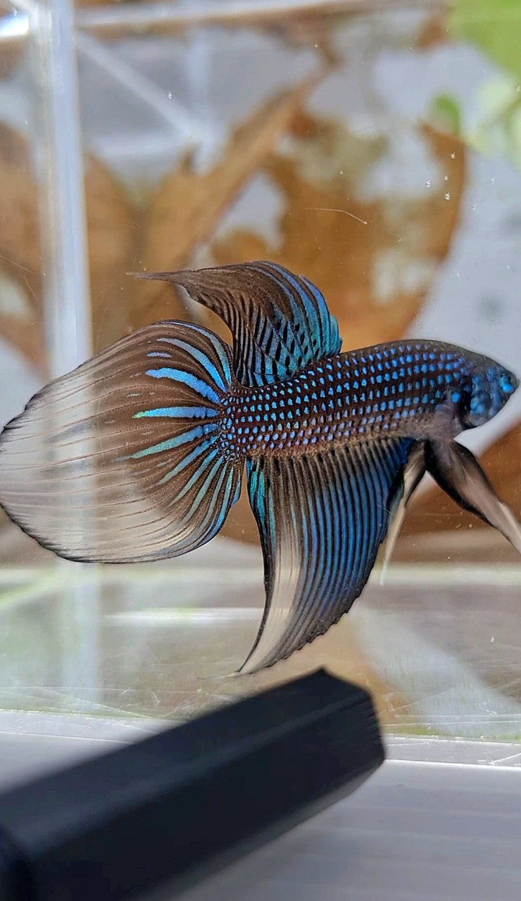 LONGFIN VEILTAIL IMBELIS YELLOW GREEN HYBRID WILD BETTA FISH