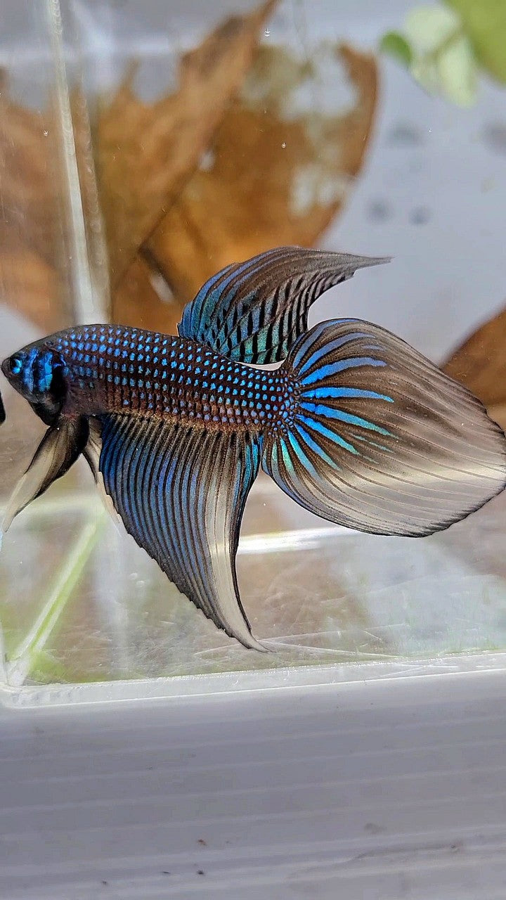 LONGFIN VEILTAIL IMBELIS YELLOW GREEN HYBRID WILD BETTA FISH