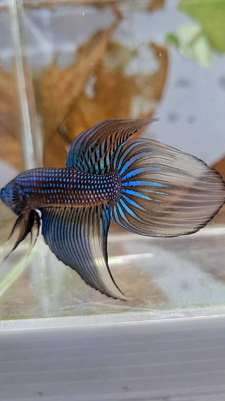LONGFIN VEILTAIL IMBELIS YELLOW GREEN HYBRID WILD BETTA FISH