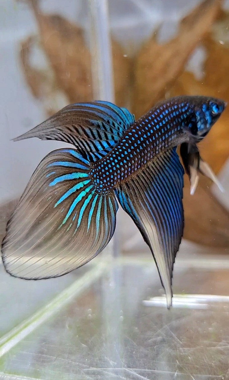 LONGFIN VEILTAIL IMBELIS YELLOW GREEN HYBRID WILD BETTA FISH