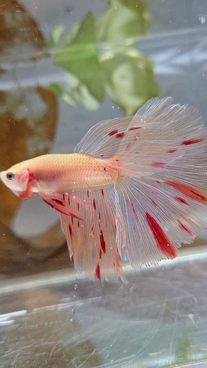 HALFMOON ARMAGEDDON LIGHT BETTA FISH