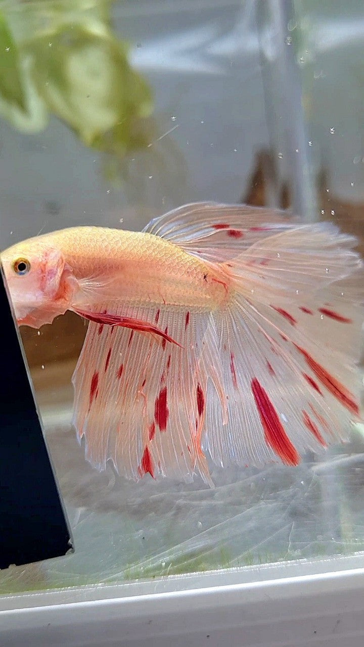 HALFMOON ARMAGEDDON LIGHT BETTA FISH