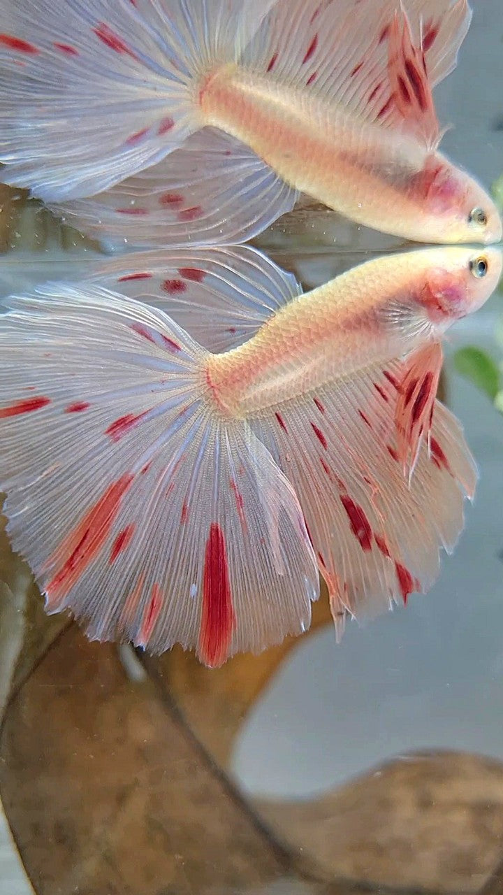 HALFMOON ARMAGEDDON LIGHT BETTA FISH