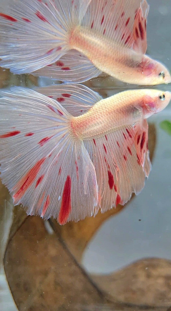 HALFMOON ARMAGEDDON LIGHT BETTA FISH