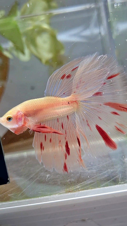 HALFMOON ARMAGEDDON LIGHT BETTA FISH