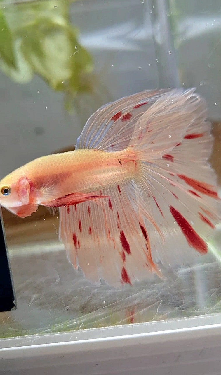 HALFMOON ARMAGEDDON LIGHT BETTA FISH