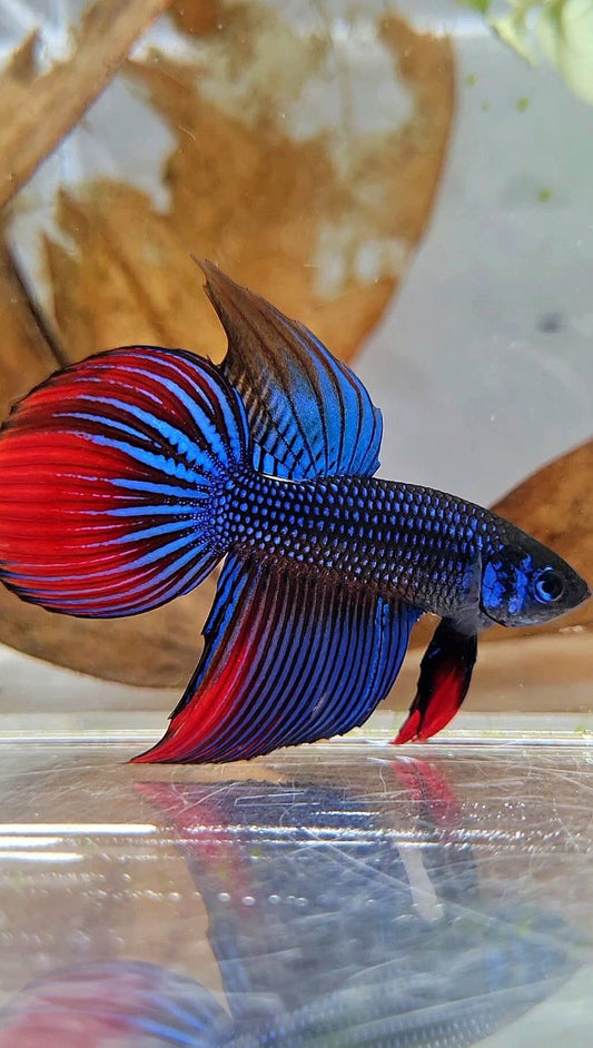 LONGFIN VEILTAIL IMBELIS BLUE RED HYBRID WILD BETTA FISH