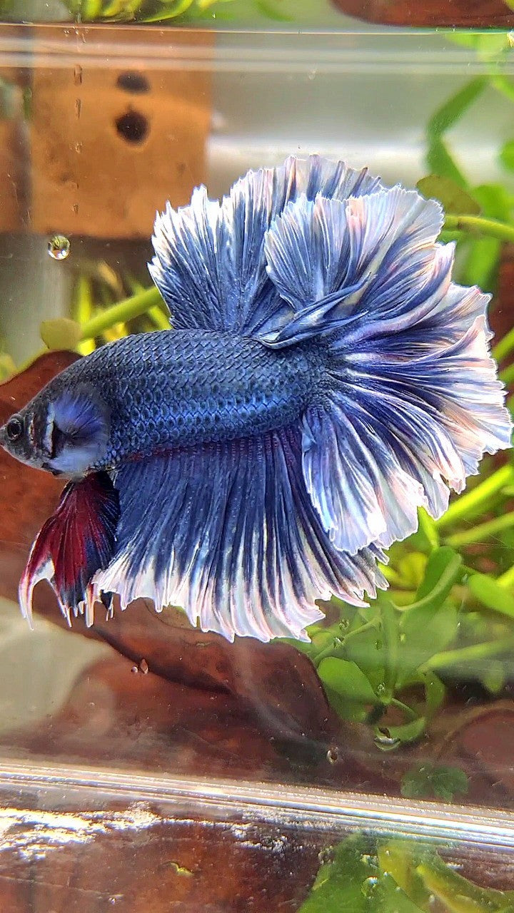 XL HALFMOON FEATHER TAIL BLUE BUTTERFLY BETTA FISH