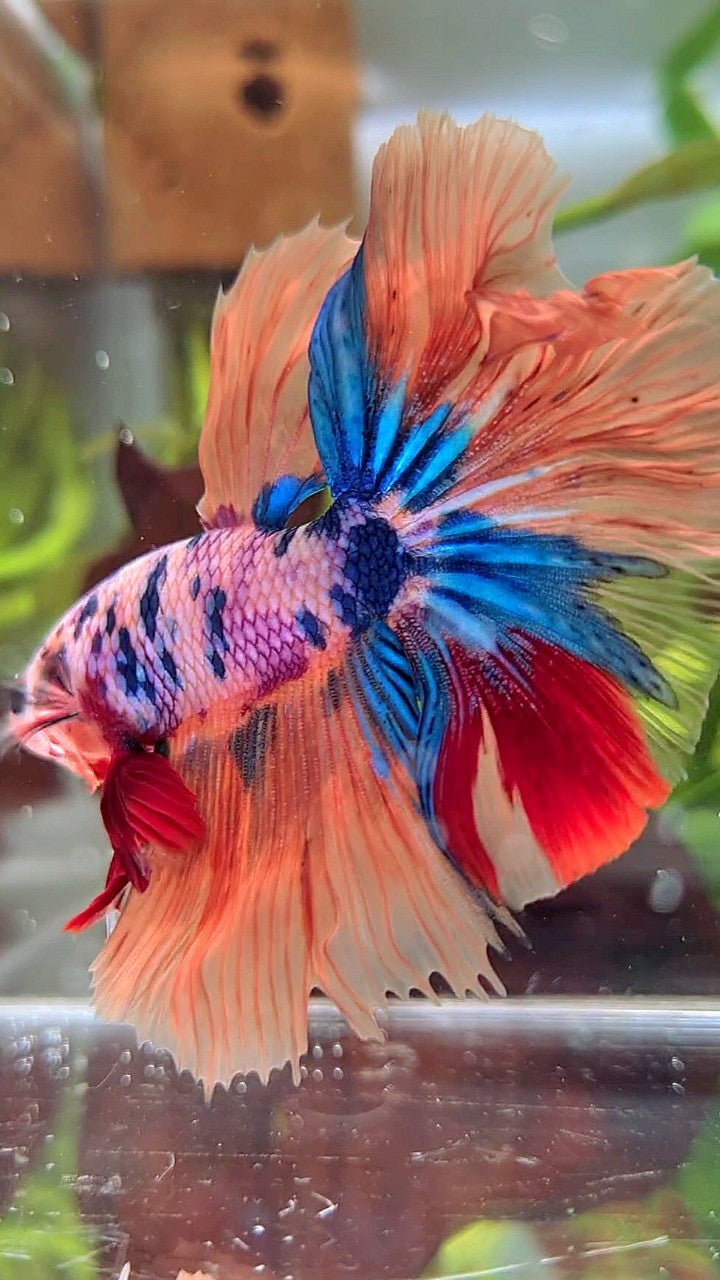 XL HALFMOON ROSETAIL ORANGE PINK CANDY MULTICOLOR BETTA FISH