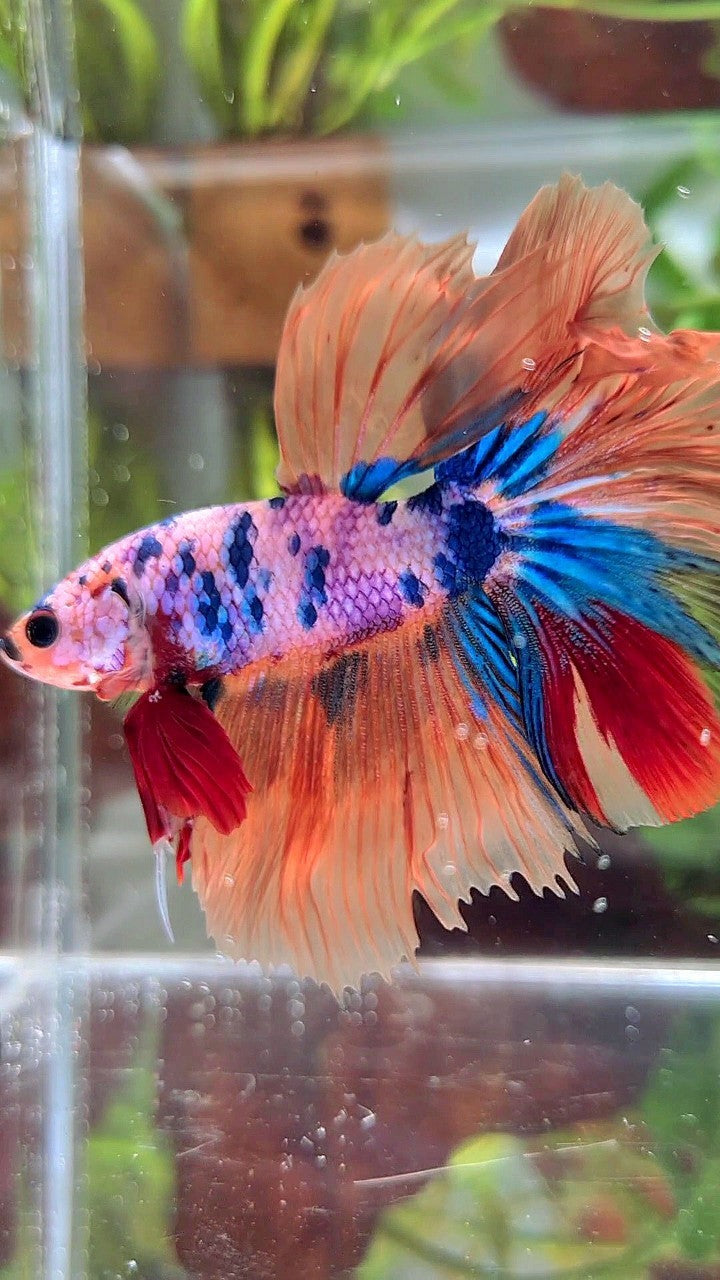 XL HALFMOON ROSETAIL ORANGE PINK CANDY MULTICOLOR BETTA FISH