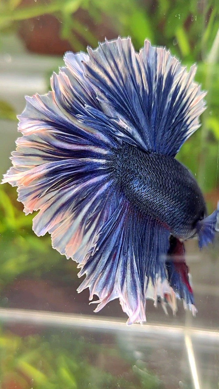 XL HALFMOON FEATHER TAIL BLUE BUTTERFLY BETTA FISH