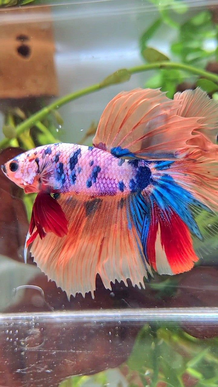 XL HALFMOON ROSETAIL ORANGE PINK CANDY MULTICOLOR BETTA FISH