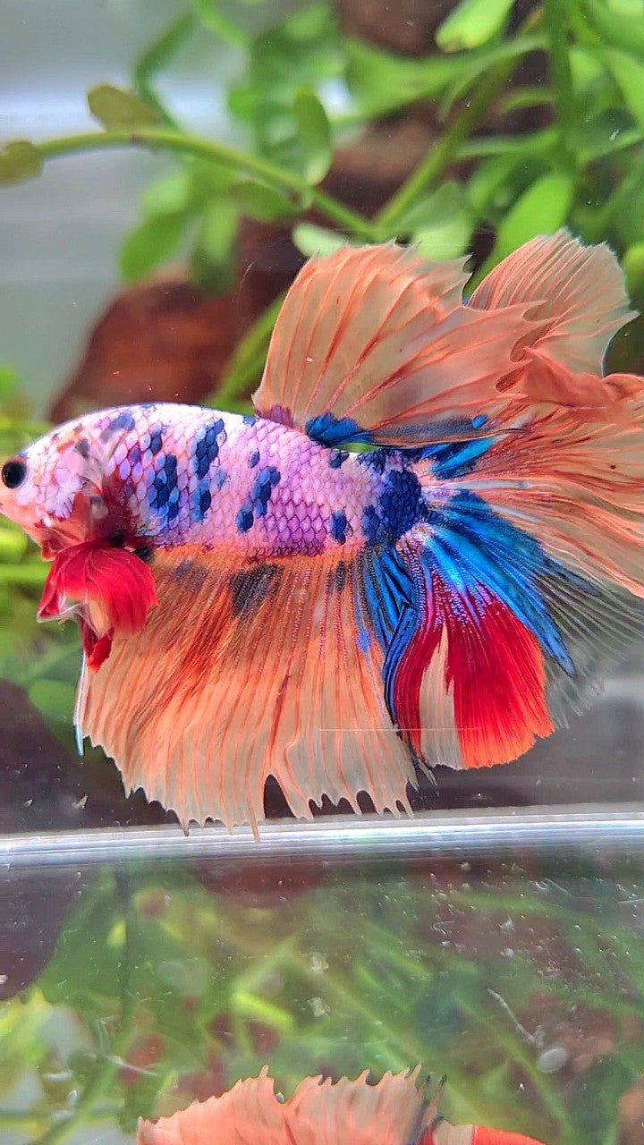 XL HALFMOON ROSETAIL ORANGE PINK CANDY MULTICOLOR BETTA FISH