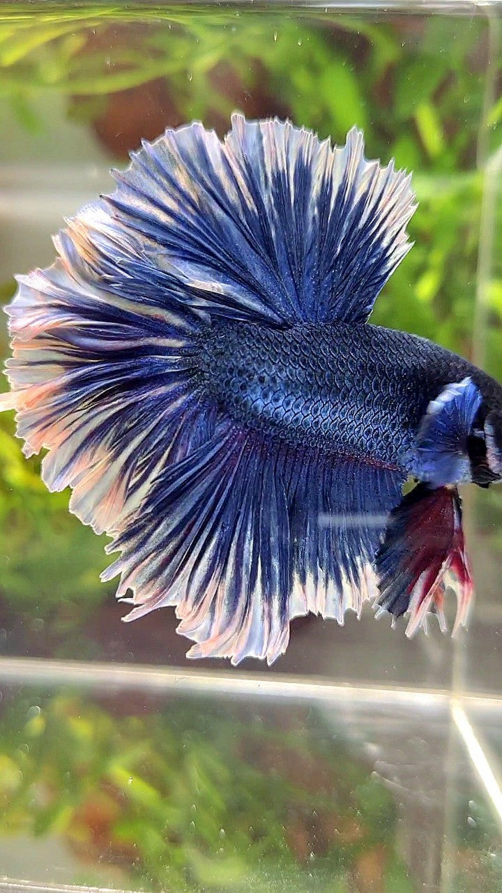 XL HALFMOON FEATHER TAIL BLUE BUTTERFLY BETTA FISH