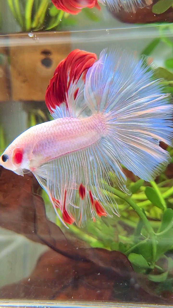 XL HALFMOON ROSETAIL WHITE OPAQUE RED WASH UNIQUE BETTA FISH