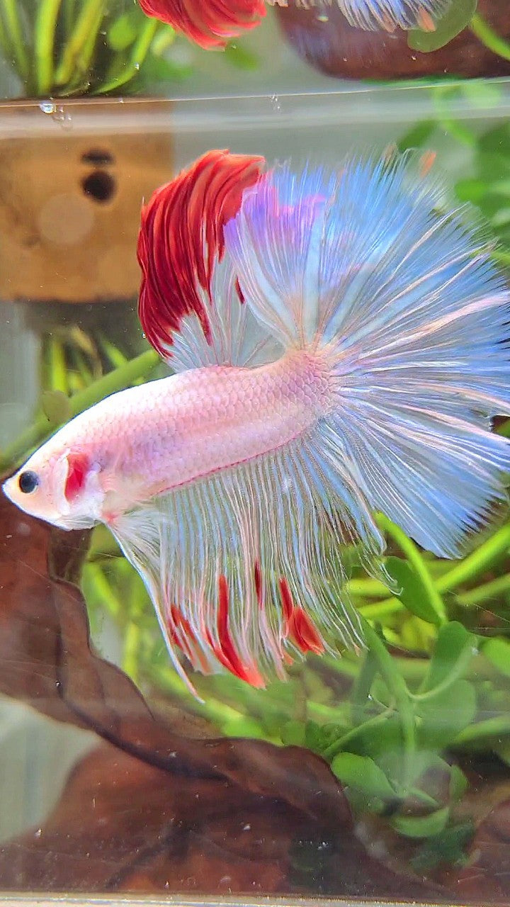 XL HALFMOON ROSETAIL WHITE OPAQUE RED WASH UNIQUE BETTA FISH