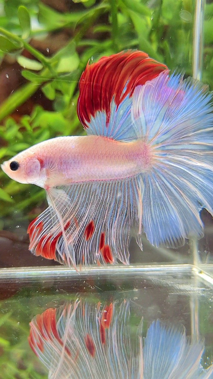 XL HALFMOON ROSETAIL WHITE OPAQUE RED WASH UNIQUE BETTA FISH