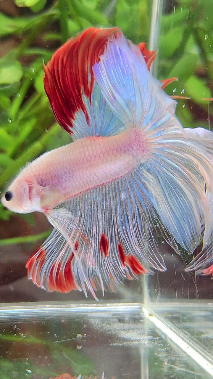 XL HALFMOON ROSETAIL WHITE OPAQUE RED WASH UNIQUE BETTA FISH