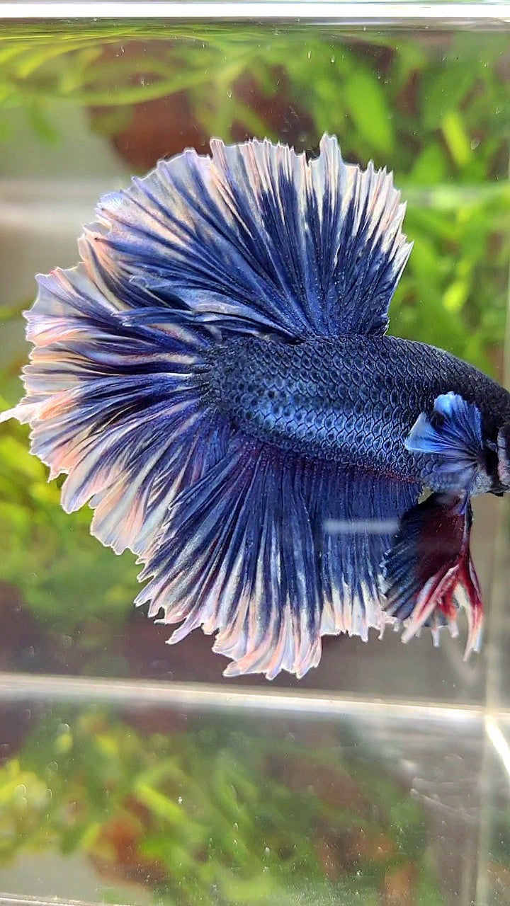 XL HALFMOON FEATHER TAIL BLUE BUTTERFLY BETTA FISH