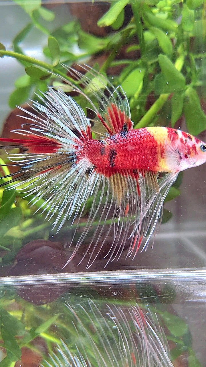 XL CROWNTAIL RED KOI YELLOW MULTICOLOR BETTA FISH