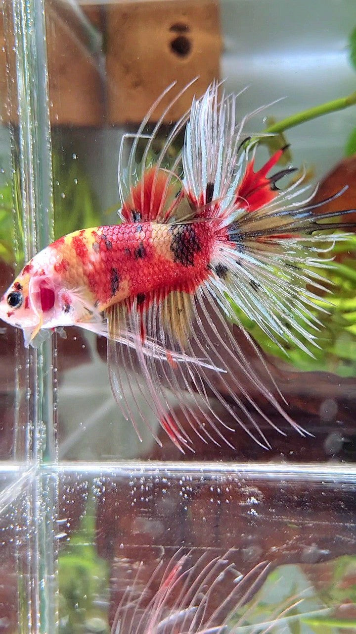 XL CROWNTAIL RED KOI YELLOW MULTICOLOR BETTA FISH