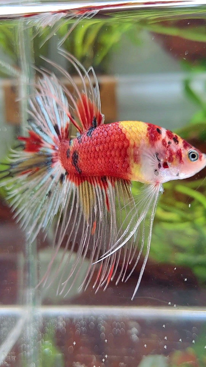 XL CROWNTAIL RED KOI YELLOW MULTICOLOR BETTA FISH