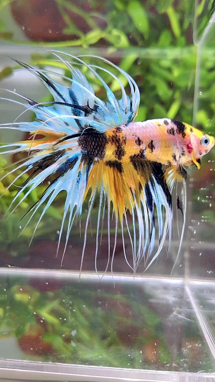 XL CROWNTAIL YELLOW TIGER MARSUPILAMI MULTICOLOR BETTA FISH