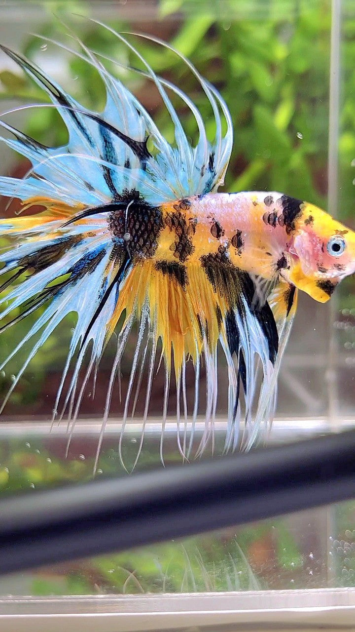 XL CROWNTAIL YELLOW TIGER MARSUPILAMI MULTICOLOR BETTA FISH