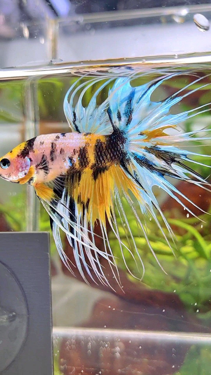 XL CROWNTAIL YELLOW TIGER MARSUPILAMI MULTICOLOR BETTA FISH