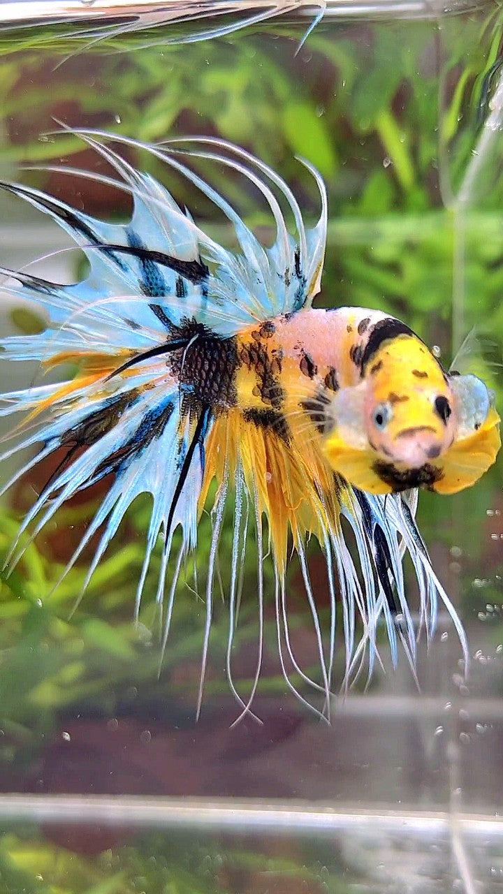 XL CROWNTAIL YELLOW TIGER MARSUPILAMI MULTICOLOR BETTA FISH