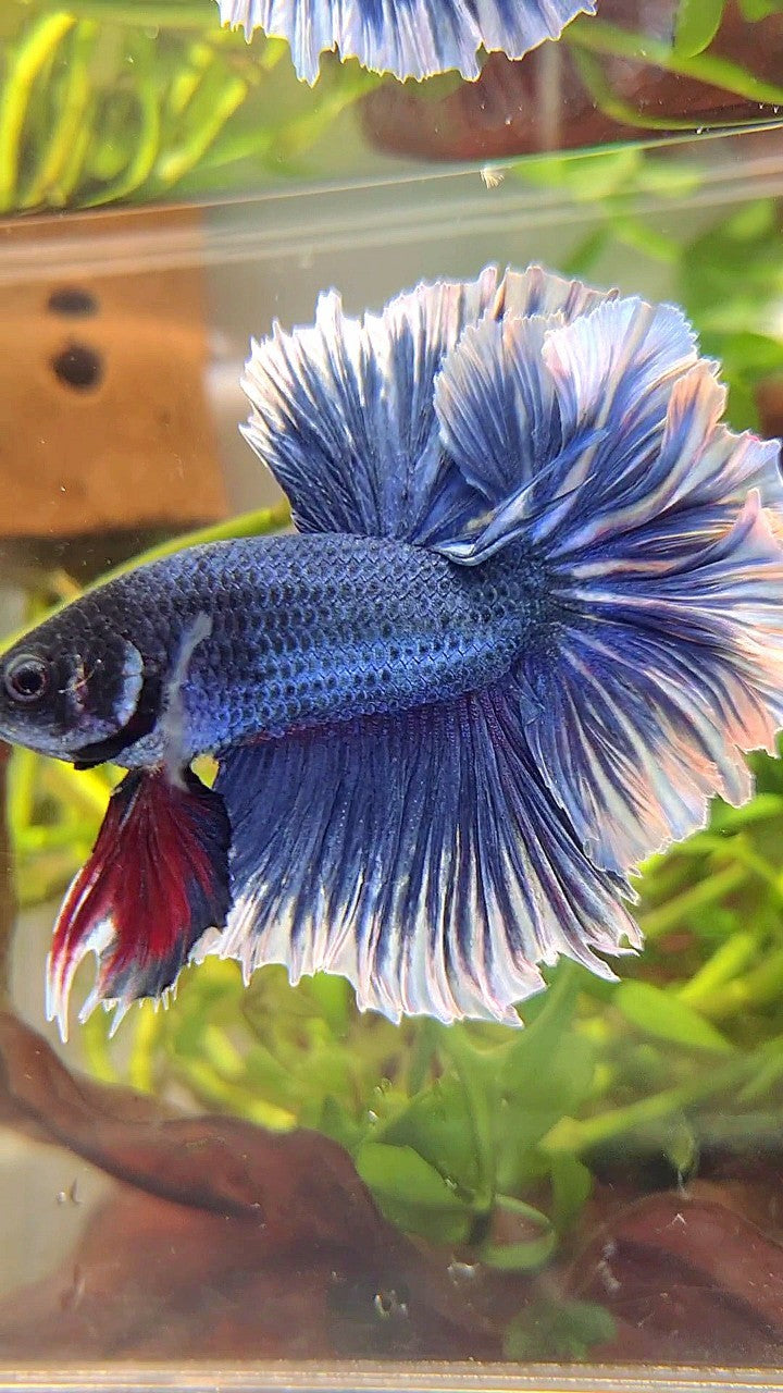 XL HALFMOON FEATHER TAIL BLUE BUTTERFLY BETTA FISH