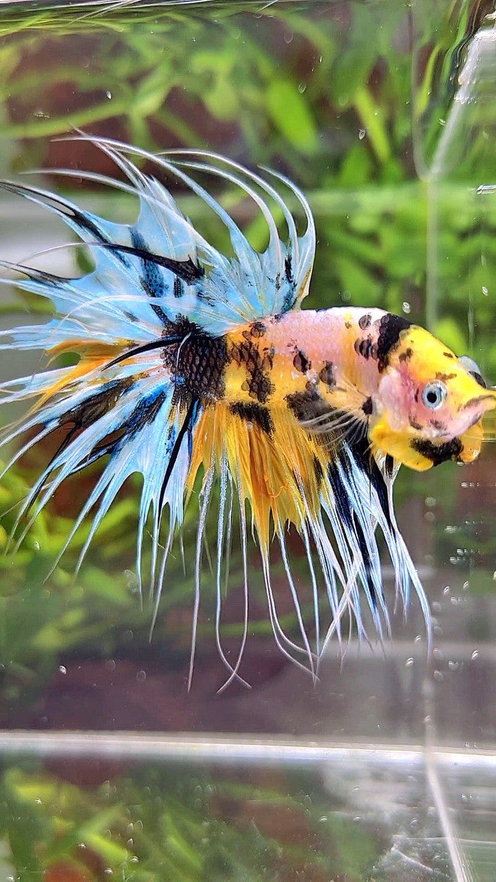 XL CROWNTAIL YELLOW TIGER MARSUPILAMI MULTICOLOR BETTA FISH