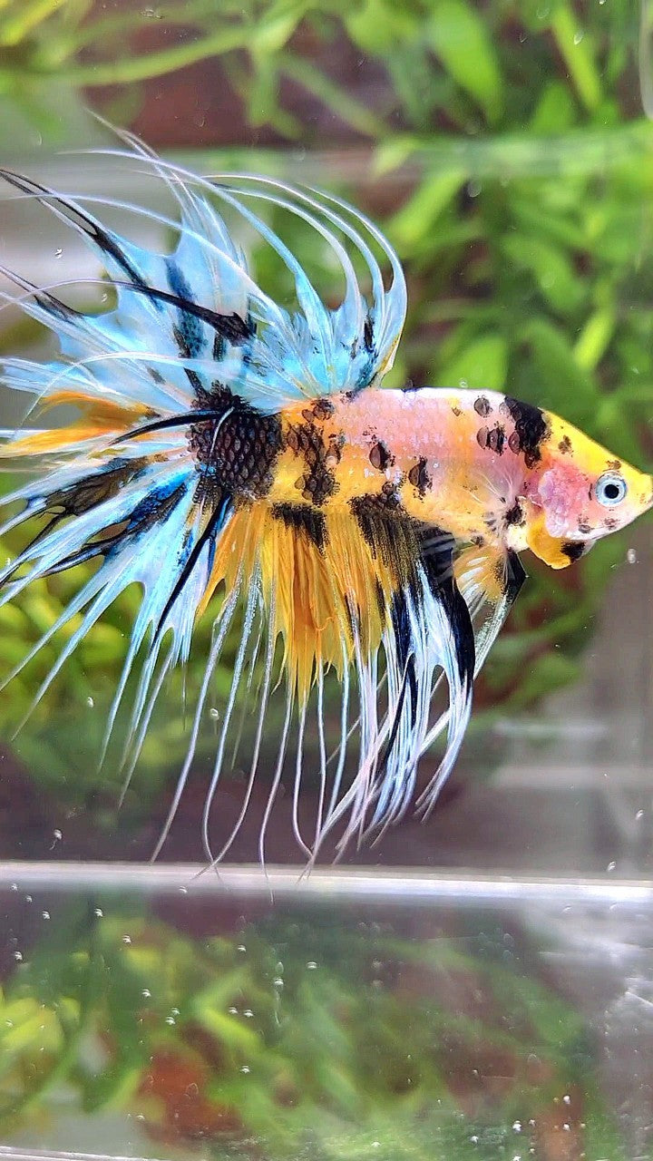 XL CROWNTAIL YELLOW TIGER MARSUPILAMI MULTICOLOR BETTA FISH