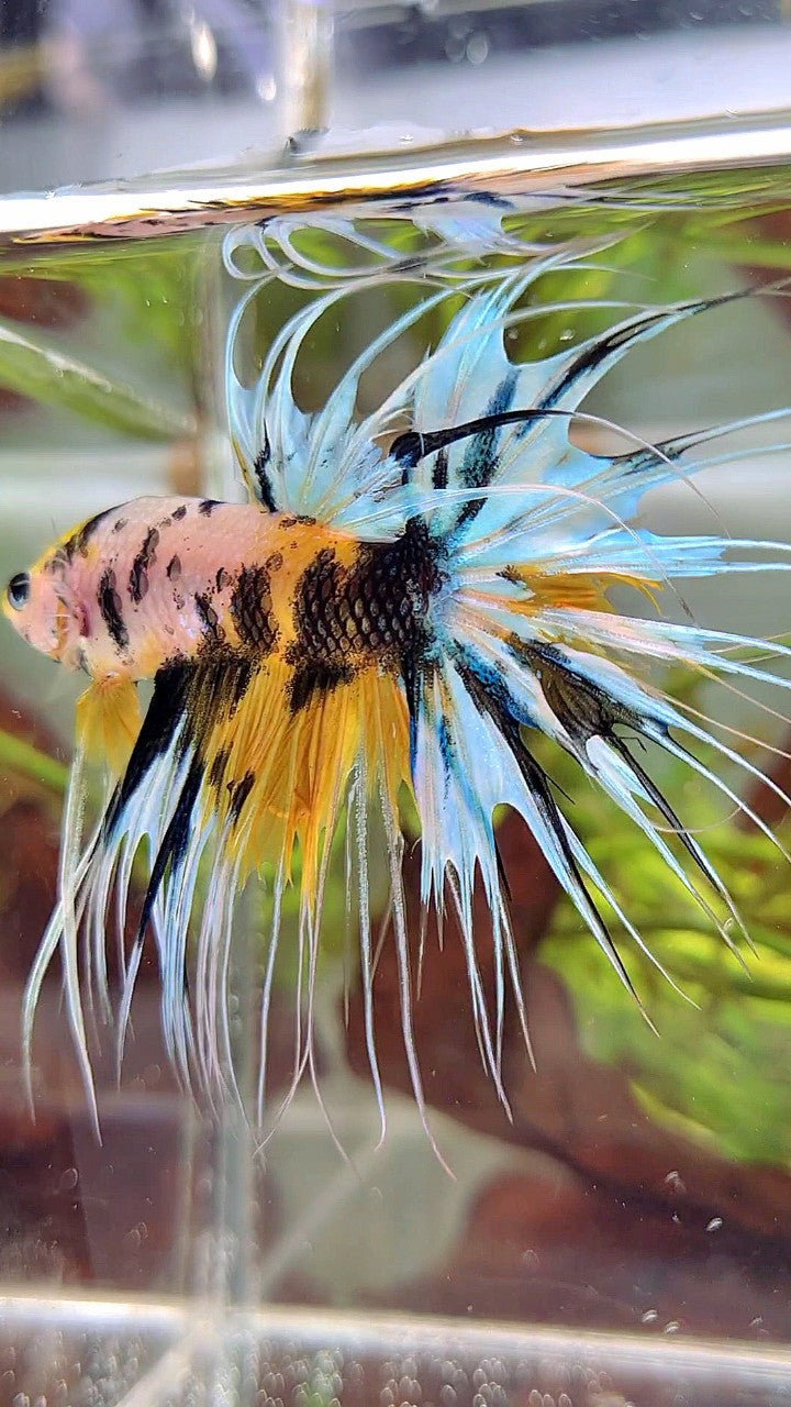 XL CROWNTAIL YELLOW TIGER MARSUPILAMI MULTICOLOR BETTA FISH