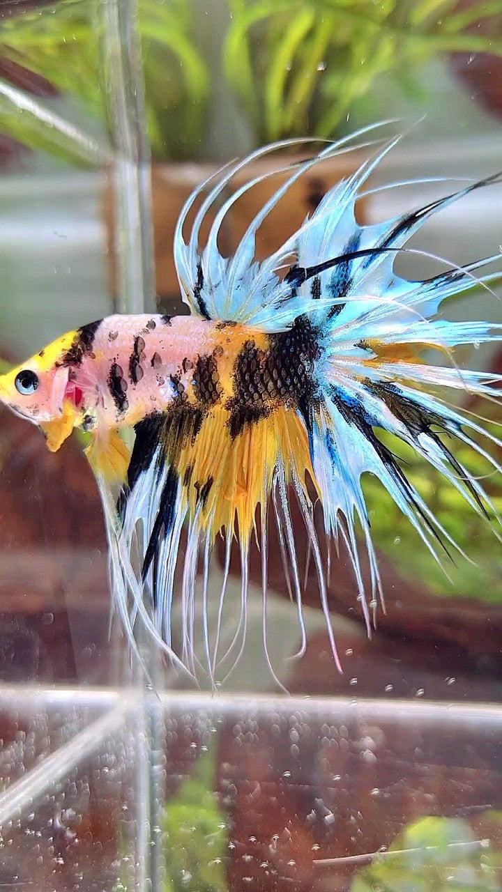 XL CROWNTAIL YELLOW TIGER MARSUPILAMI MULTICOLOR BETTA FISH