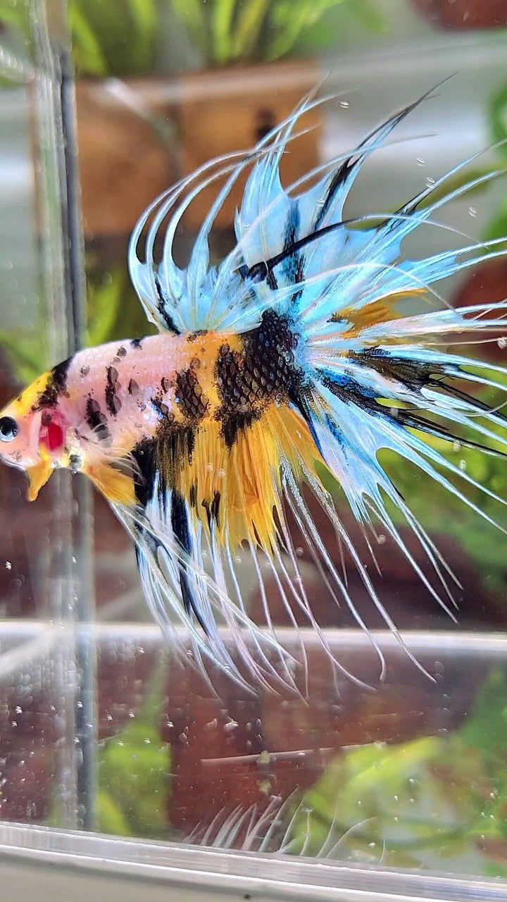 XL CROWNTAIL YELLOW TIGER MARSUPILAMI MULTICOLOR BETTA FISH