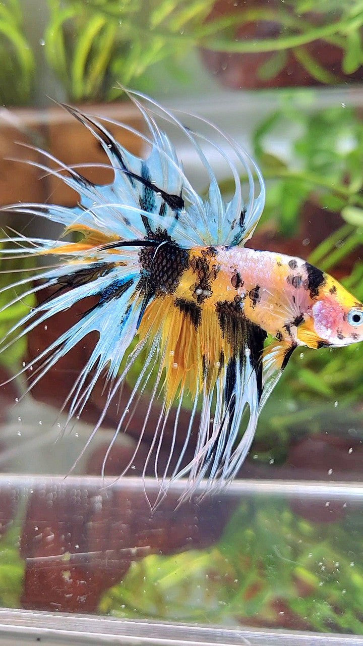 XL CROWNTAIL YELLOW TIGER MARSUPILAMI MULTICOLOR BETTA FISH