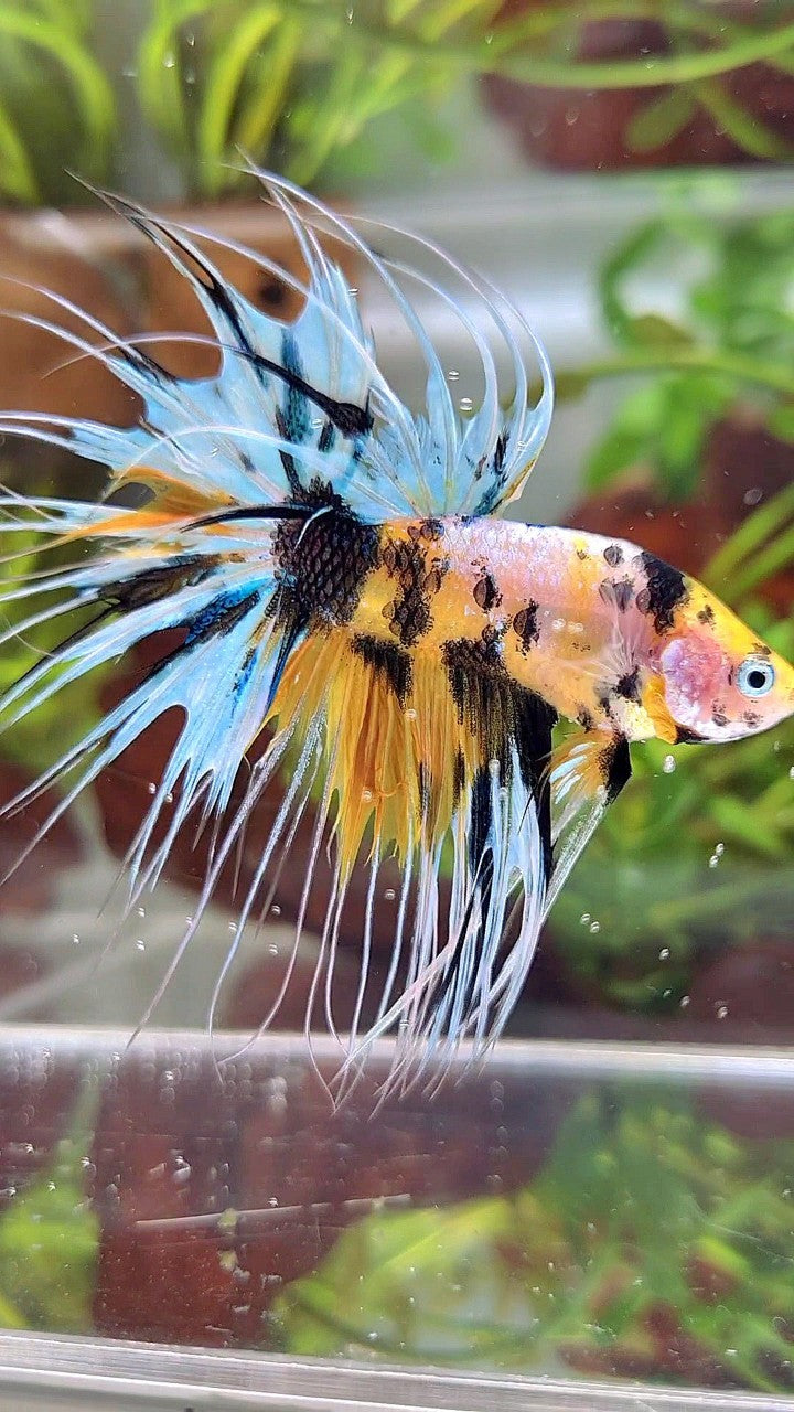 XL CROWNTAIL YELLOW TIGER MARSUPILAMI MULTICOLOR BETTA FISH