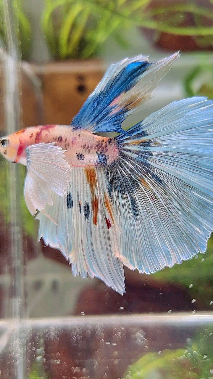 HALFMOON SUPER DUMBO EAR WHITE MULTICOLOR BETTA FISH