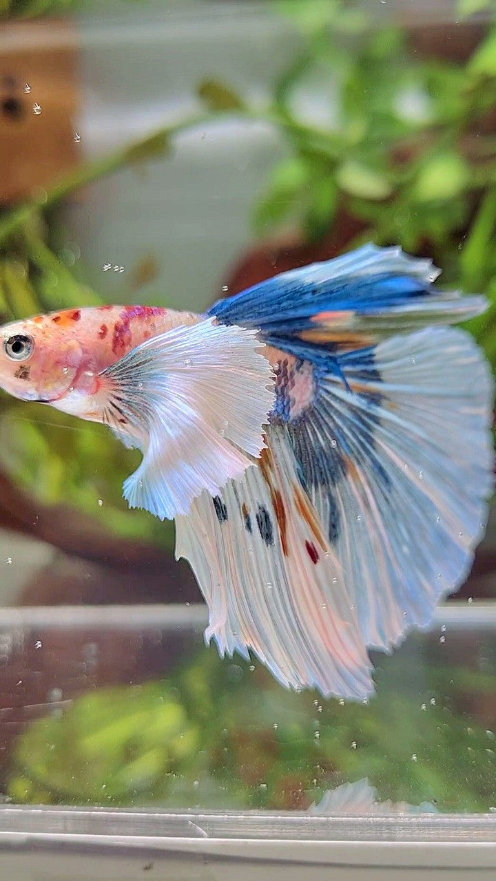 HALFMOON SUPER DUMBO EAR WHITE MULTICOLOR BETTA FISH