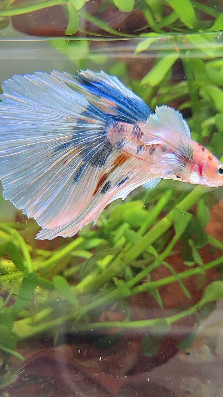 HALFMOON SUPER DUMBO EAR WHITE MULTICOLOR BETTA FISH