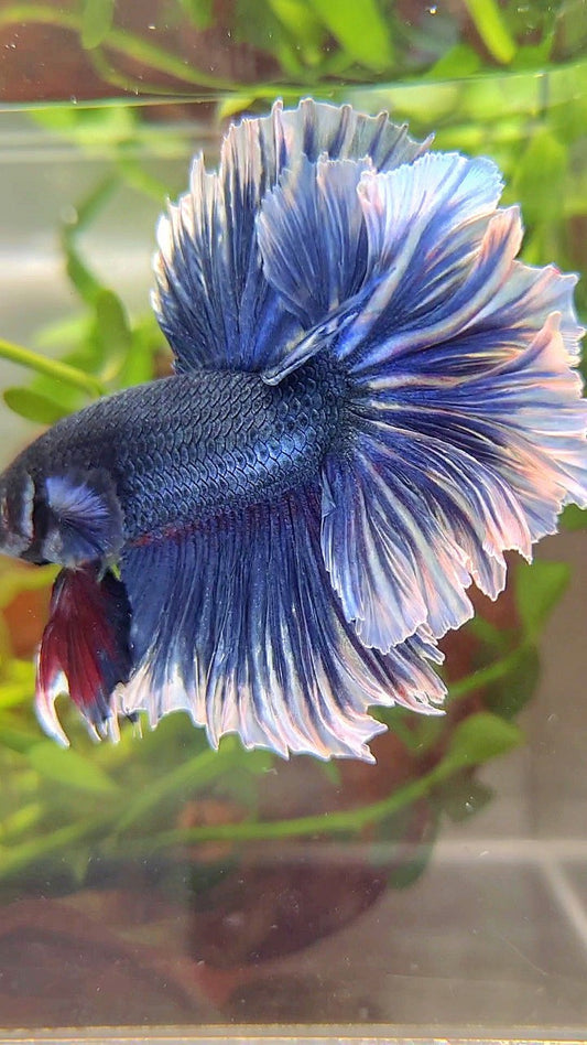 XL HALFMOON FEATHER TAIL BLUE BUTTERFLY BETTA FISH