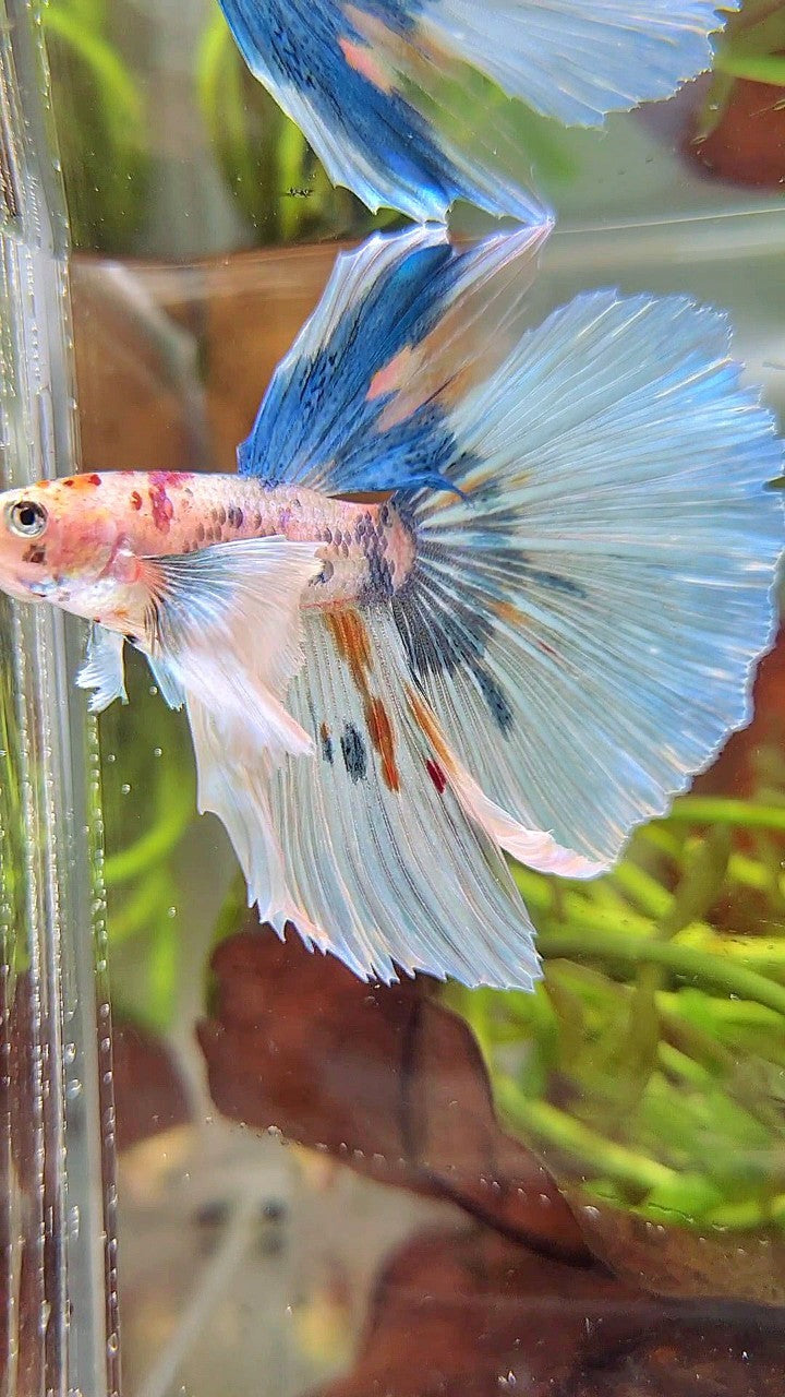 HALFMOON SUPER DUMBO EAR WHITE MULTICOLOR BETTA FISH