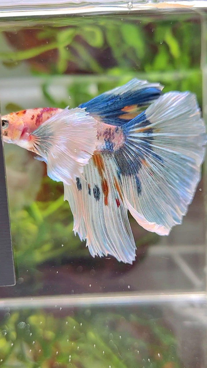 HALFMOON SUPER DUMBO EAR WHITE MULTICOLOR BETTA FISH