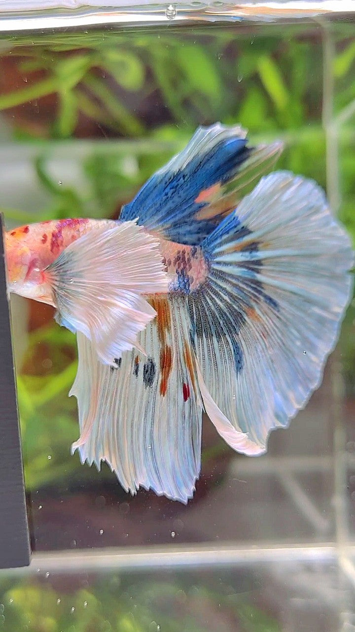 HALFMOON SUPER DUMBO EAR WHITE MULTICOLOR BETTA FISH